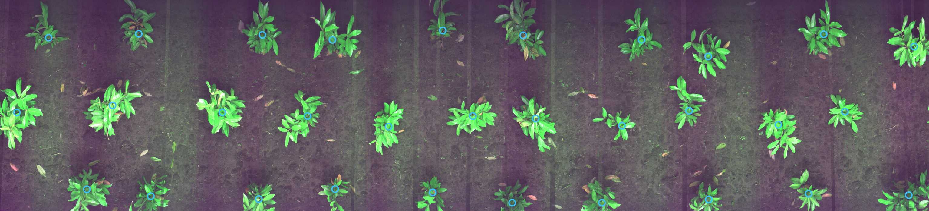 Plant Detection